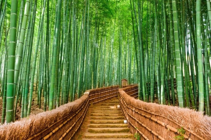 Indonesia plants bamboo to fight climate change