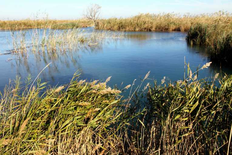 Restored Wetlands